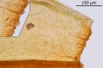 Didymodon giganteus
