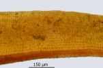 Didymodon giganteus