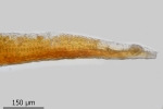 Didymodon giganteus