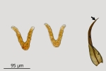 Didymodon giganteus