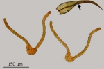 Didymodon giganteus