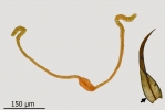 Didymodon giganteus