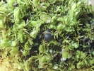 Scapania calcicola