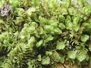 Scapania calcicola