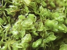 Scapania calcicola