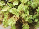 Scapania calcicola