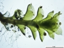 Scapania calcicola