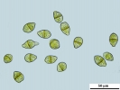 Scapania calcicola