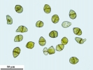 Scapania calcicola