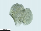 Scapania calcicola