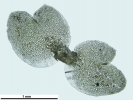 Scapania calcicola