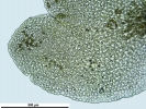 Scapania calcicola