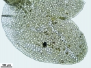 Scapania calcicola