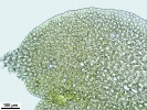 Scapania calcicola