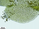 Scapania calcicola