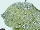 Scapania calcicola