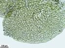 Scapania calcicola