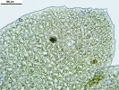 Scapania calcicola