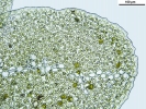 Scapania calcicola