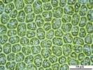 Scapania calcicola