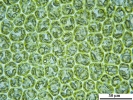 Scapania calcicola