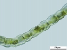 Scapania calcicola