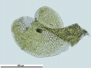 Scapania calcicola