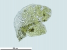 Scapania calcicola