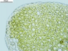 Scapania calcicola
