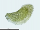 Scapania calcicola