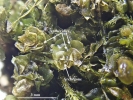Mesoptychia gillmanii