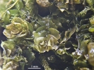 Mesoptychia gillmanii