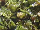 Mesoptychia gillmanii
