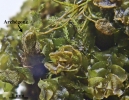 Mesoptychia gillmanii