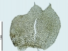 Mesoptychia gillmanii