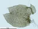 Mesoptychia gillmanii