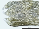 Mesoptychia gillmanii