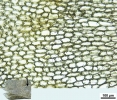 Mesoptychia gillmanii