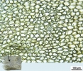 Mesoptychia gillmanii
