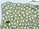 Mesoptychia gillmanii