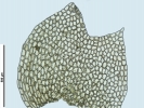 Mesoptychia gillmanii