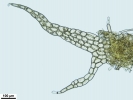 Mesoptychia gillmanii