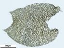 Mesoptychia gillmanii
