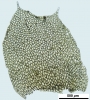 Mesoptychia gillmanii