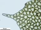 Mesoptychia gillmanii