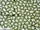 Mesoptychia gillmanii