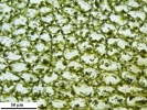 Mesoptychia gillmanii