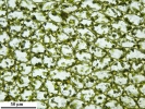 Mesoptychia gillmanii