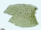 Mesoptychia gillmanii