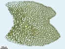 Mesoptychia gillmanii